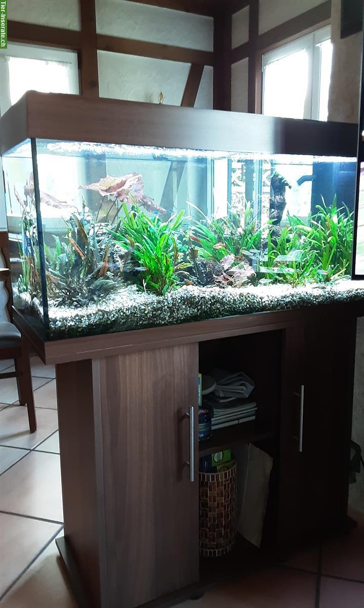 Bild 8: Aquarium komplett mit Unterschrank, Fische, Zubehör