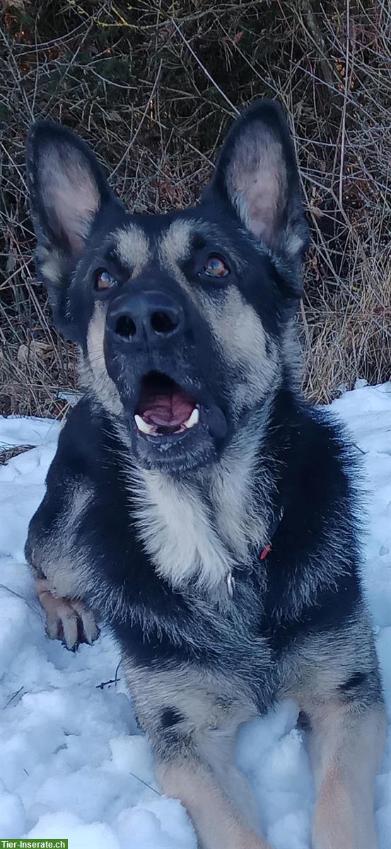 Bild 10: Osteuropäischer Schäferhund Deckrüde