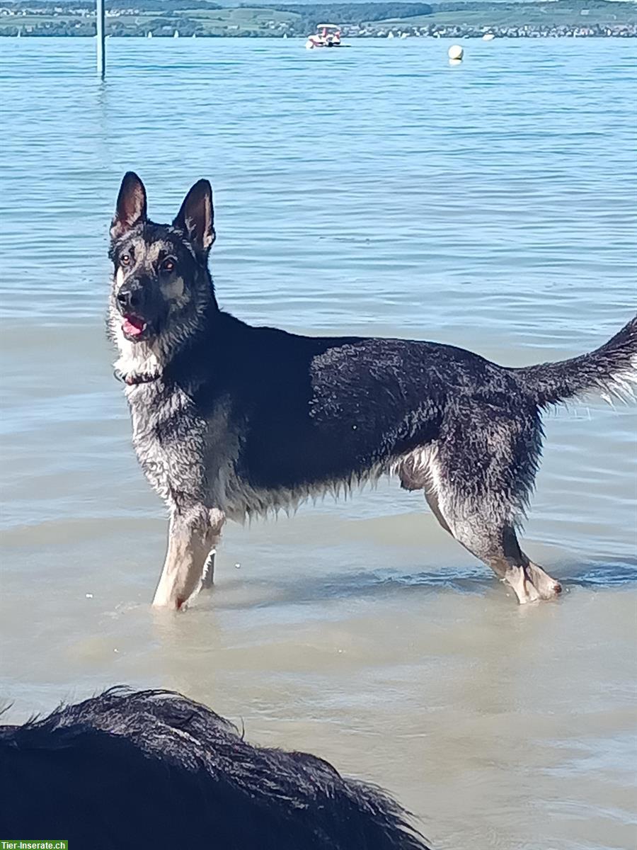 Bild 2: Osteuropäischer Schäferhund Deckrüde