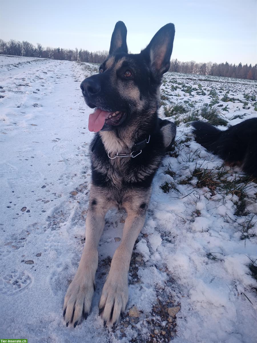 Bild 3: Osteuropäischer Schäferhund Deckrüde