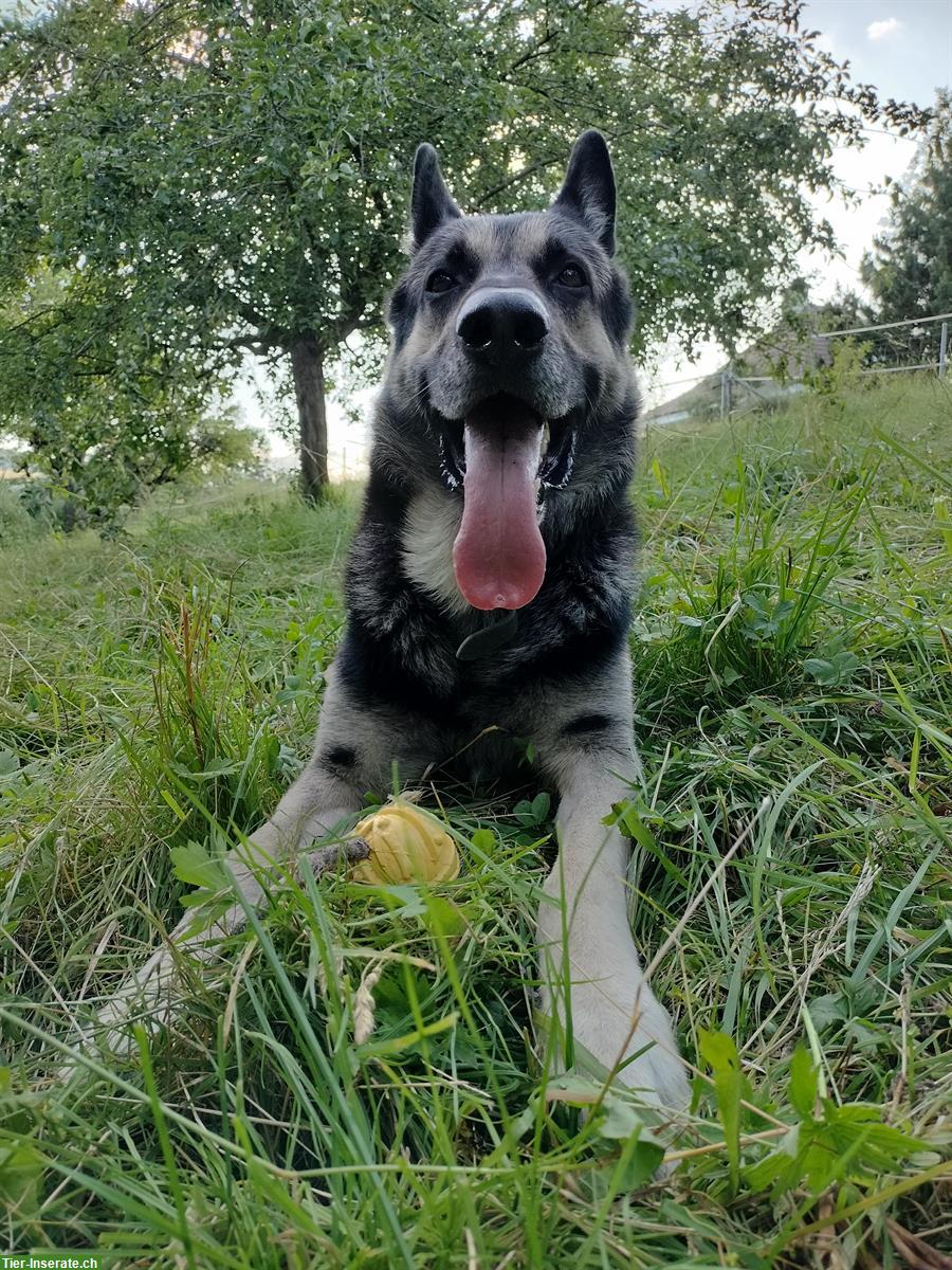 Bild 4: Osteuropäischer Schäferhund Deckrüde