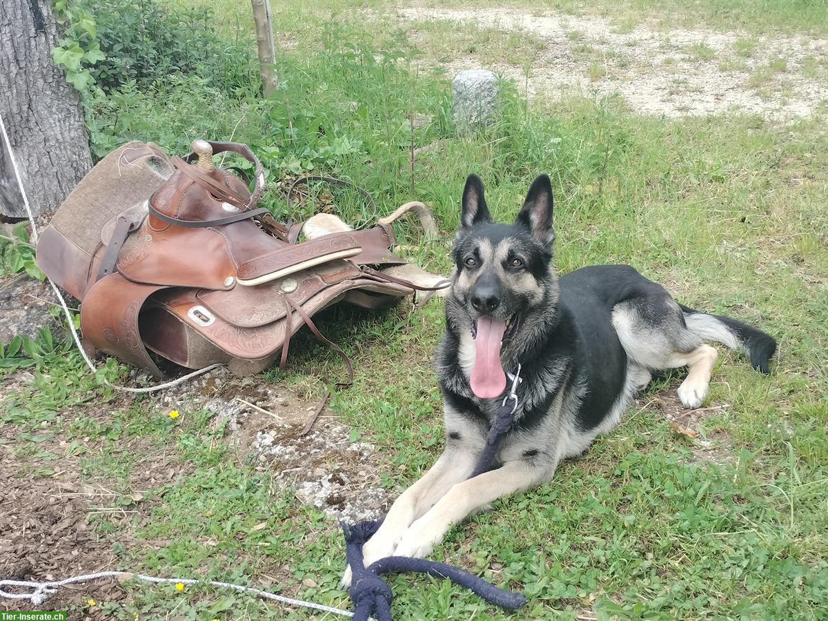 Bild 5: Osteuropäischer Schäferhund Deckrüde