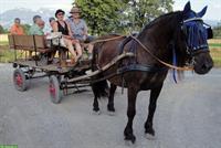 Holzkutsche / Bockwagen und Sulky / Gig