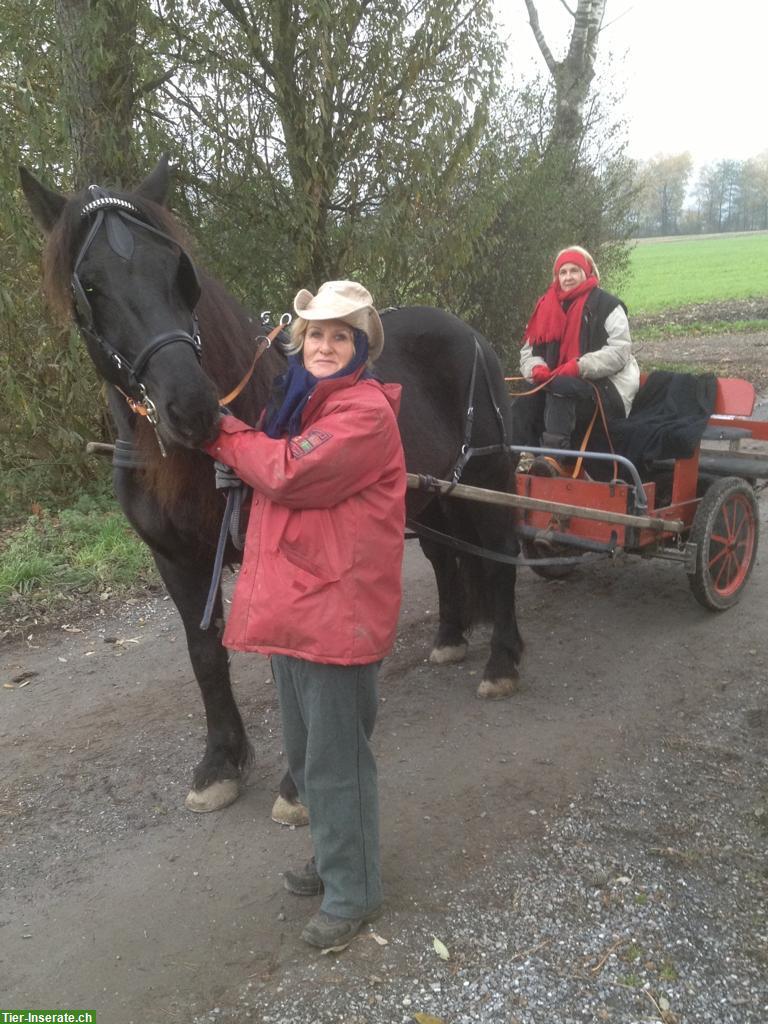 Bild 2: Holzkutsche / Bockwagen und Sulky / Gig