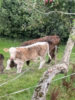 Mutterkuh mit Stierkalb BIO