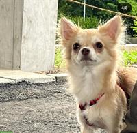 Chihuahua Hündin Mia sucht neues Zuhause