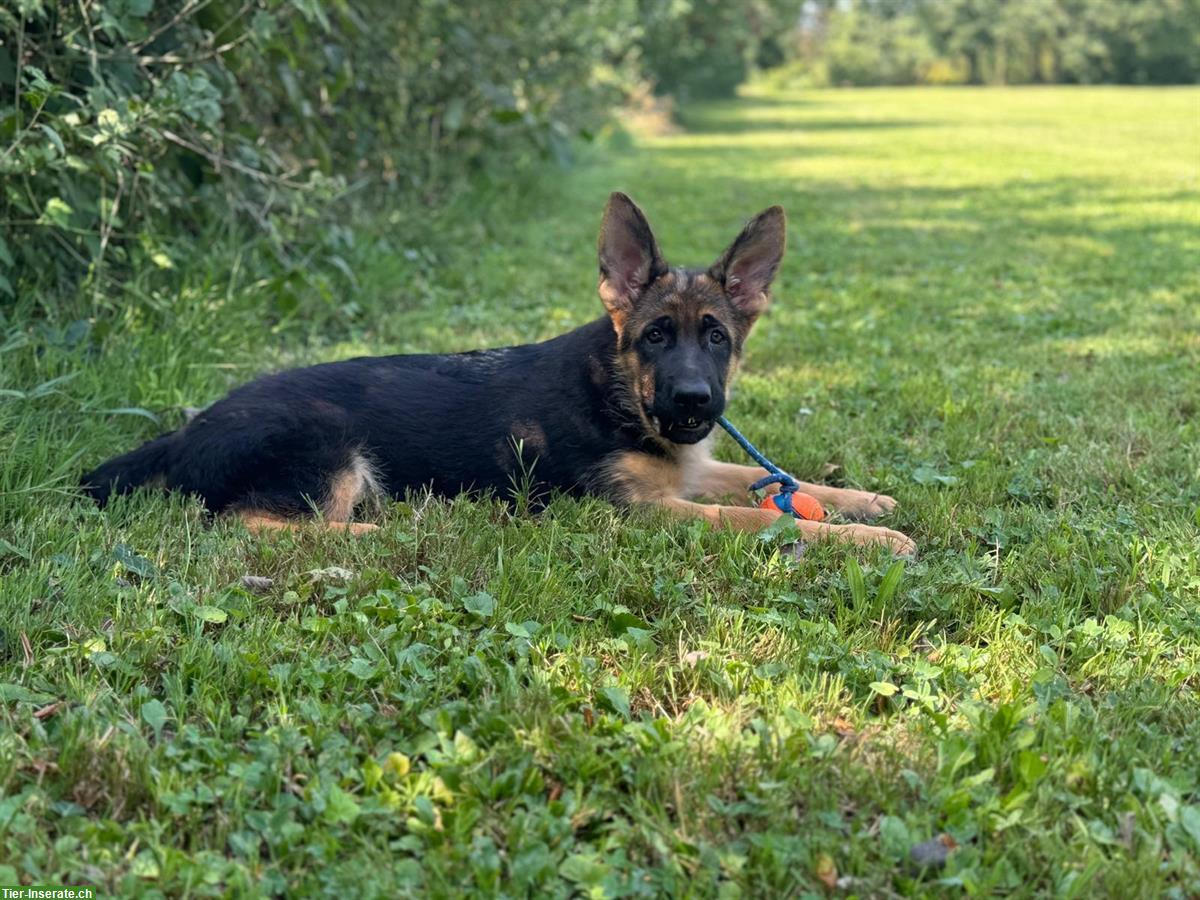 Bild 10: Deutscher Schäferhund, Hündin, 3,5 Monate