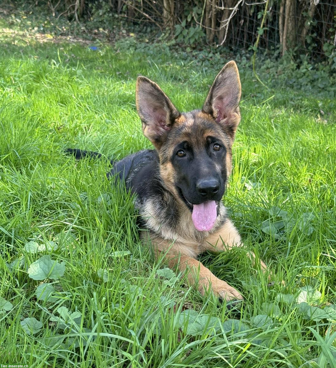 Bild 2: Deutscher Schäferhund, Hündin, 3,5 Monate