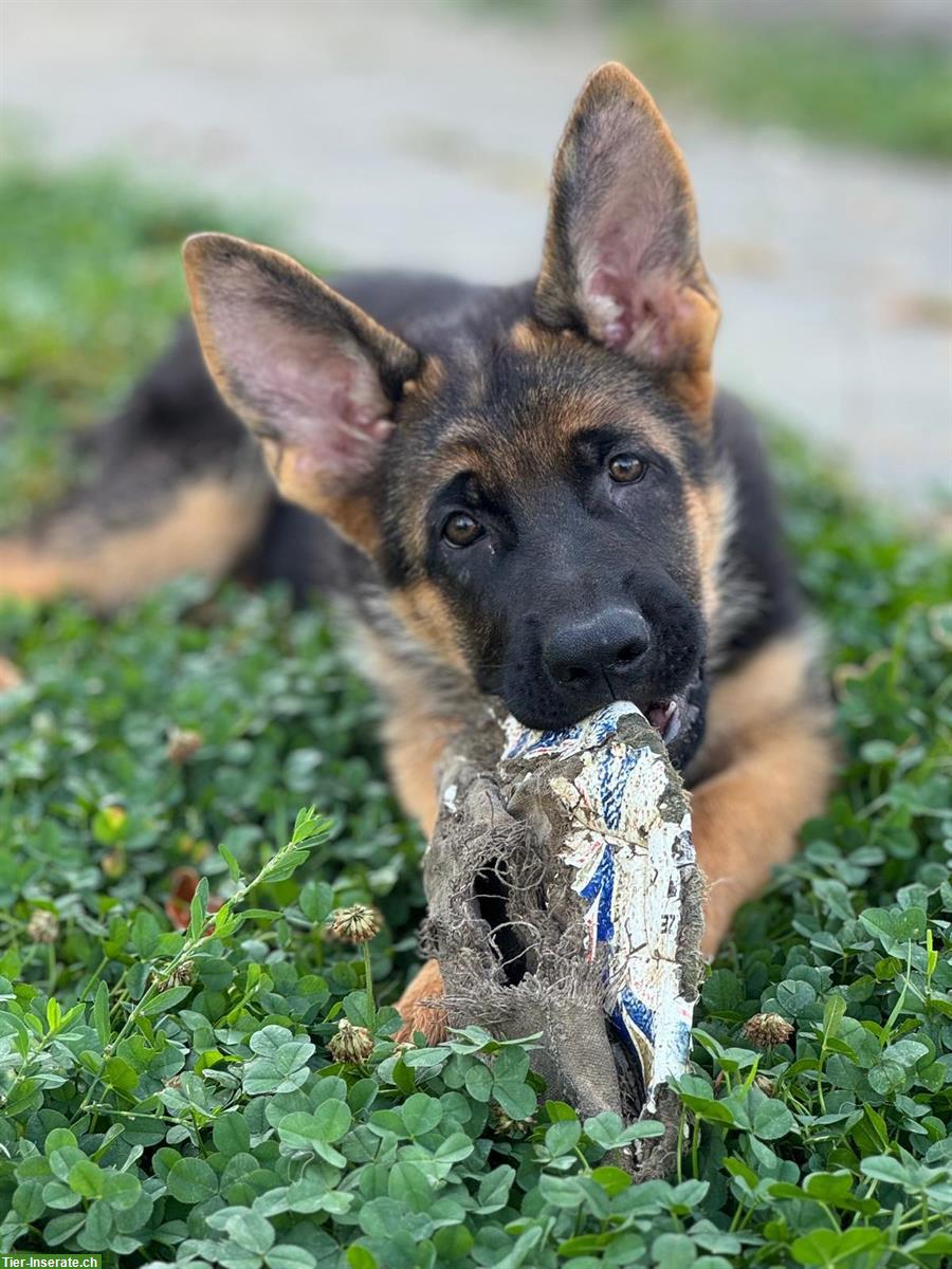 Bild 3: Deutscher Schäferhund, Hündin, 3,5 Monate