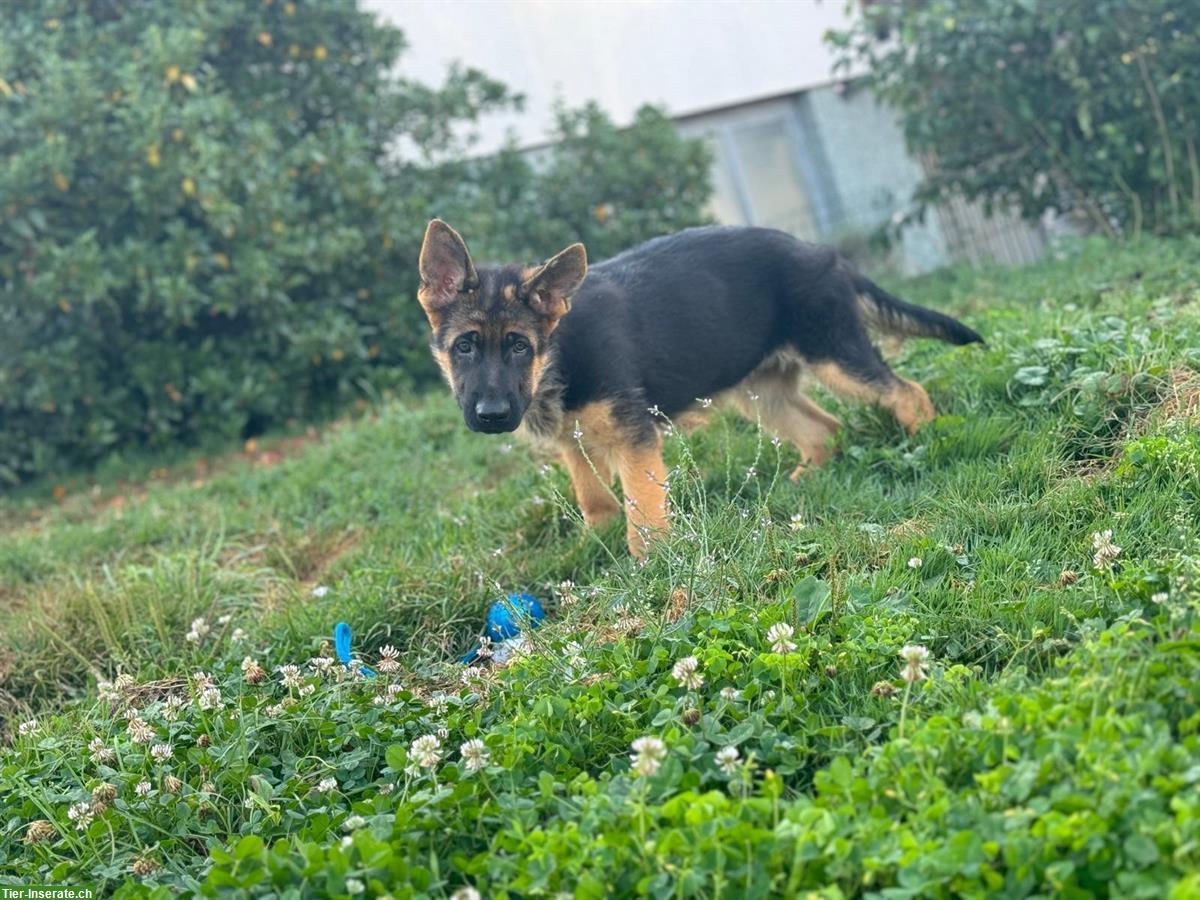 Bild 9: Deutscher Schäferhund, Hündin, 3,5 Monate