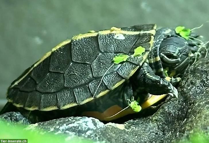 Chrysemys picta dorsalis Zierschildkröte zu verkaufen