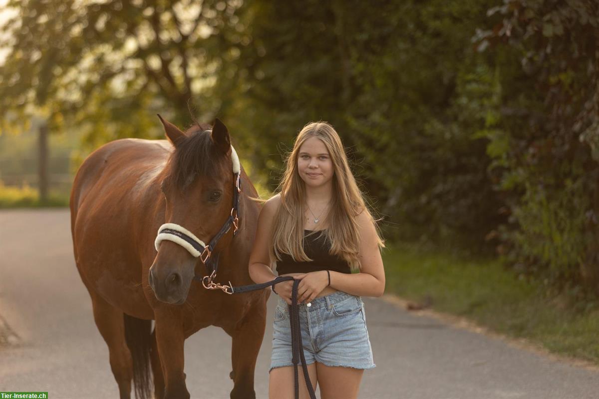 Suche eine Reitbeteiligung im Rafzerfeld