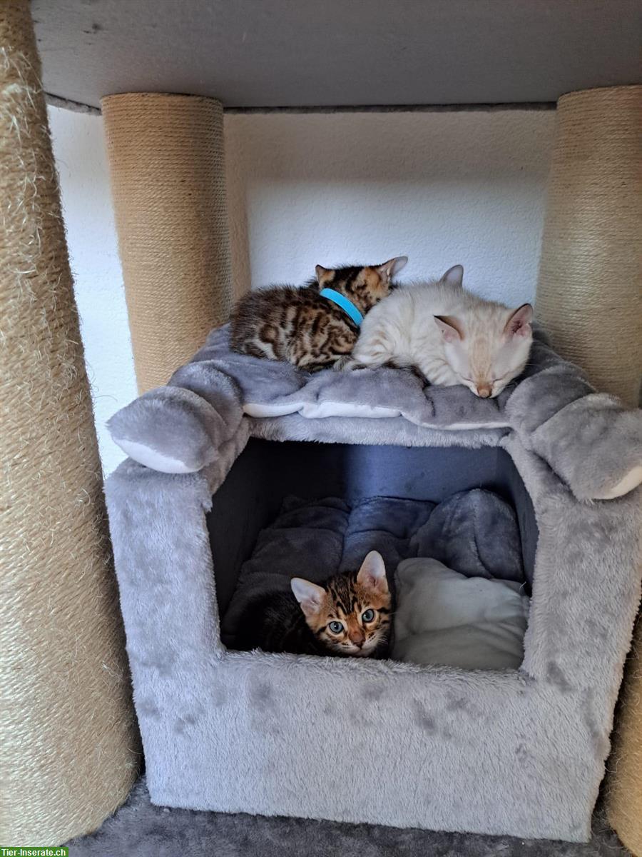 Reinrassige Bengal Kitten, männlich & weiblich