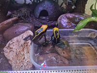 Biete Dendrobates tinctorius brasilianer NZ 2024