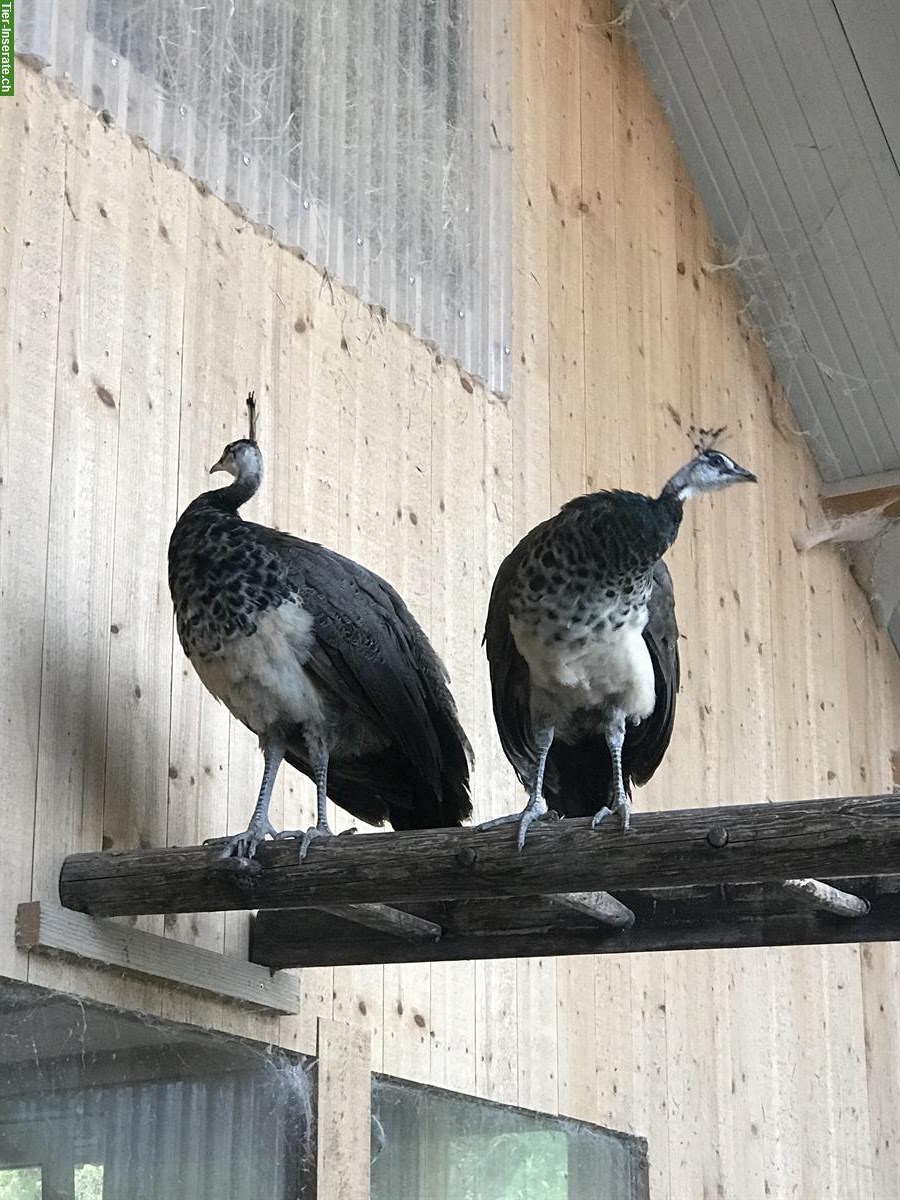 Pfauen Hähne aus Naturbrut / suchen Pfauen Henne