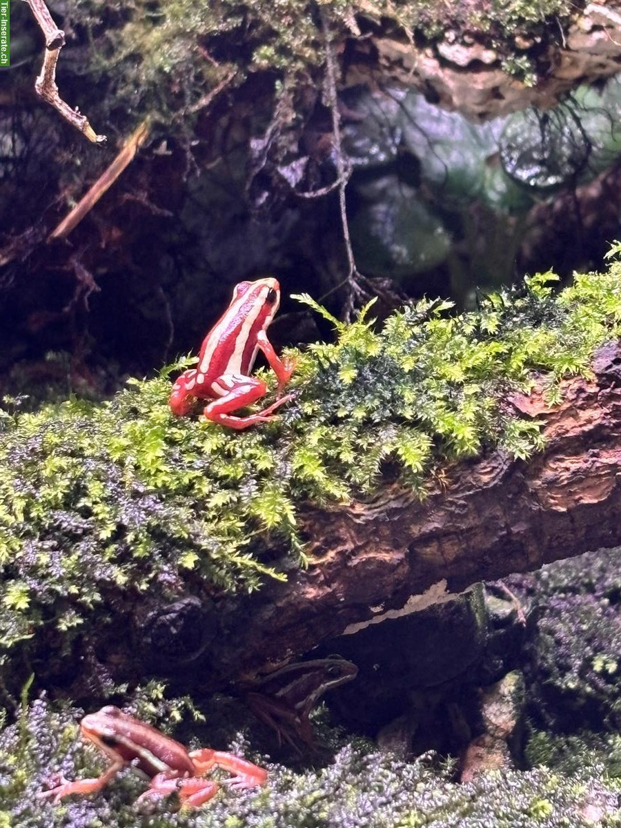 Schöne Epipedobates tricolor, Dreistreifen Baumsteiger