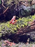 Schöne Epipedobates tricolor, Dreistreifen Baumsteiger