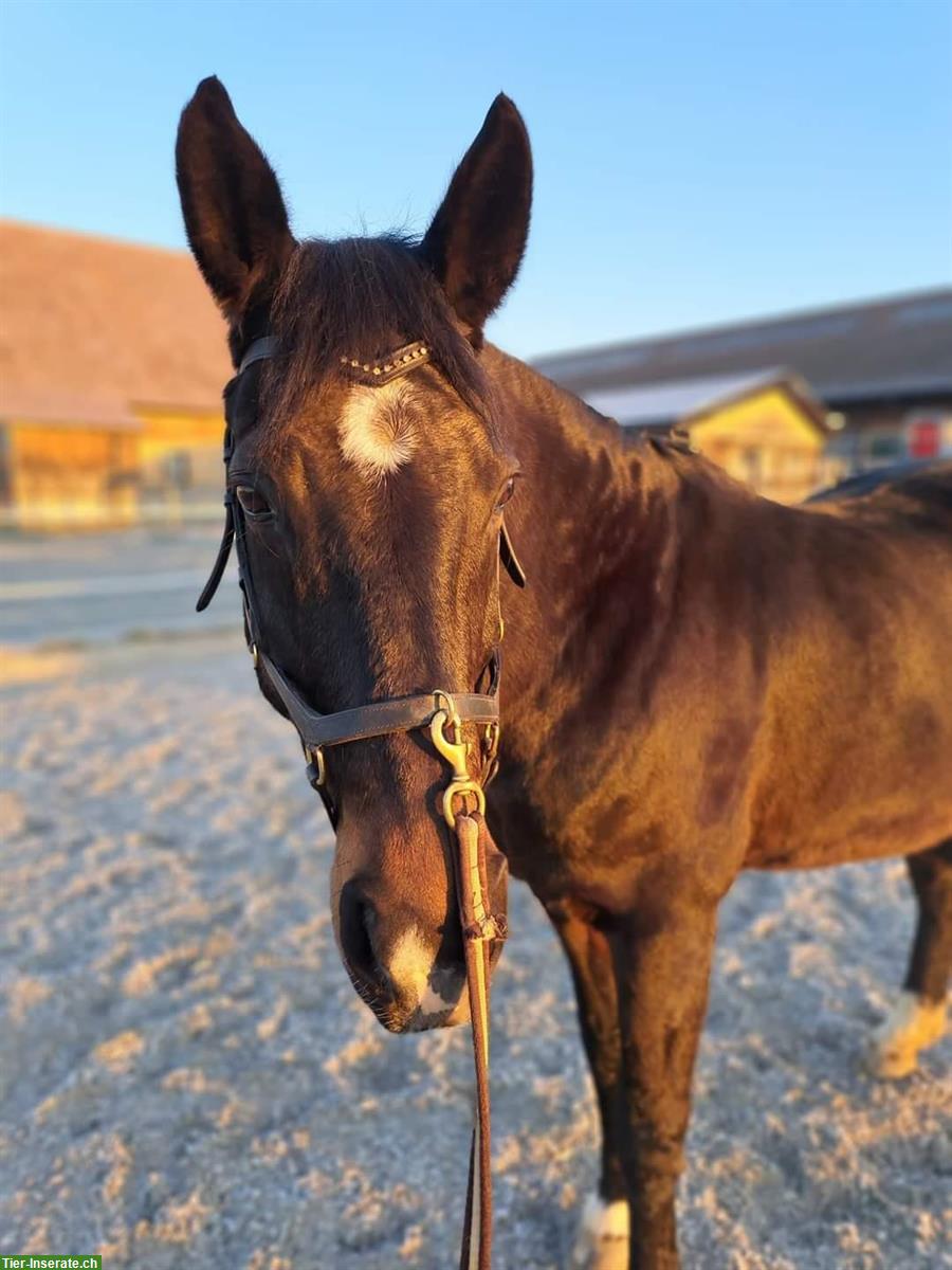 Reitbeteiligung gesucht für tolle Westfalenstute