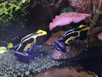 2.0.0 Dendrobates tinctorius Cobalt, Färberfrosch