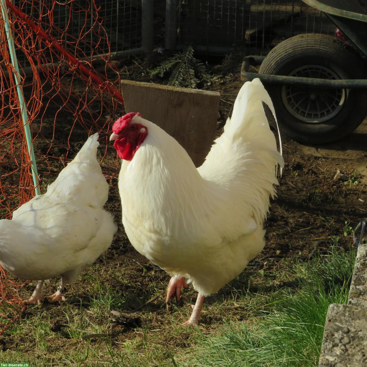 Junghähne der Rasse «Schweizer Huhn» zu verschenken