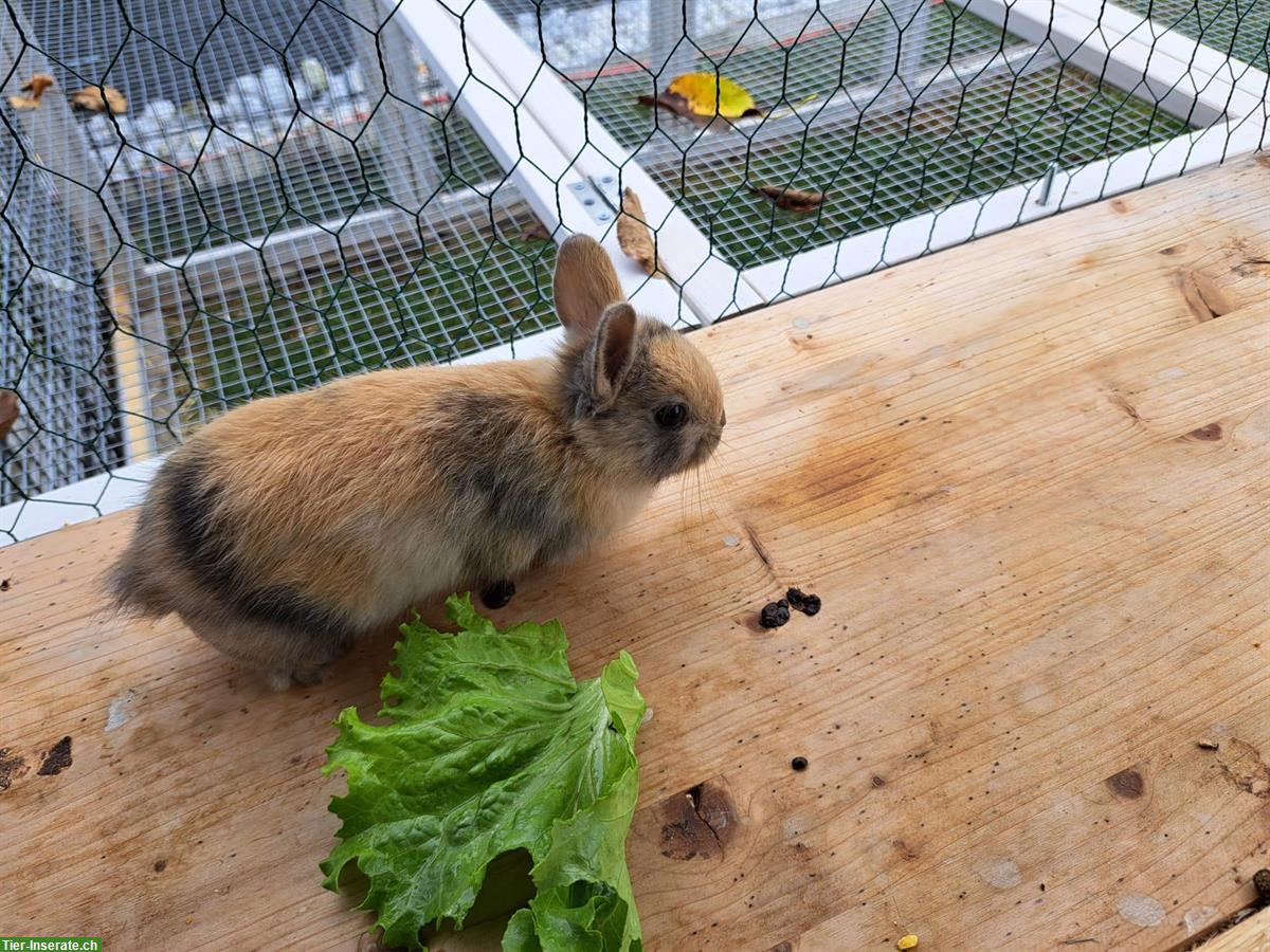 Bild 2: Herzige Zwergkaninchen zu verkaufen