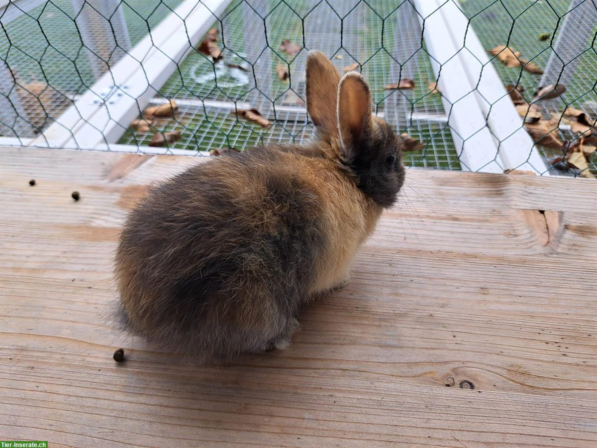 Bild 5: Herzige Zwergkaninchen zu verkaufen