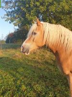 Reitbeteiligung für Haflinger, Nähe von Brütten ZH