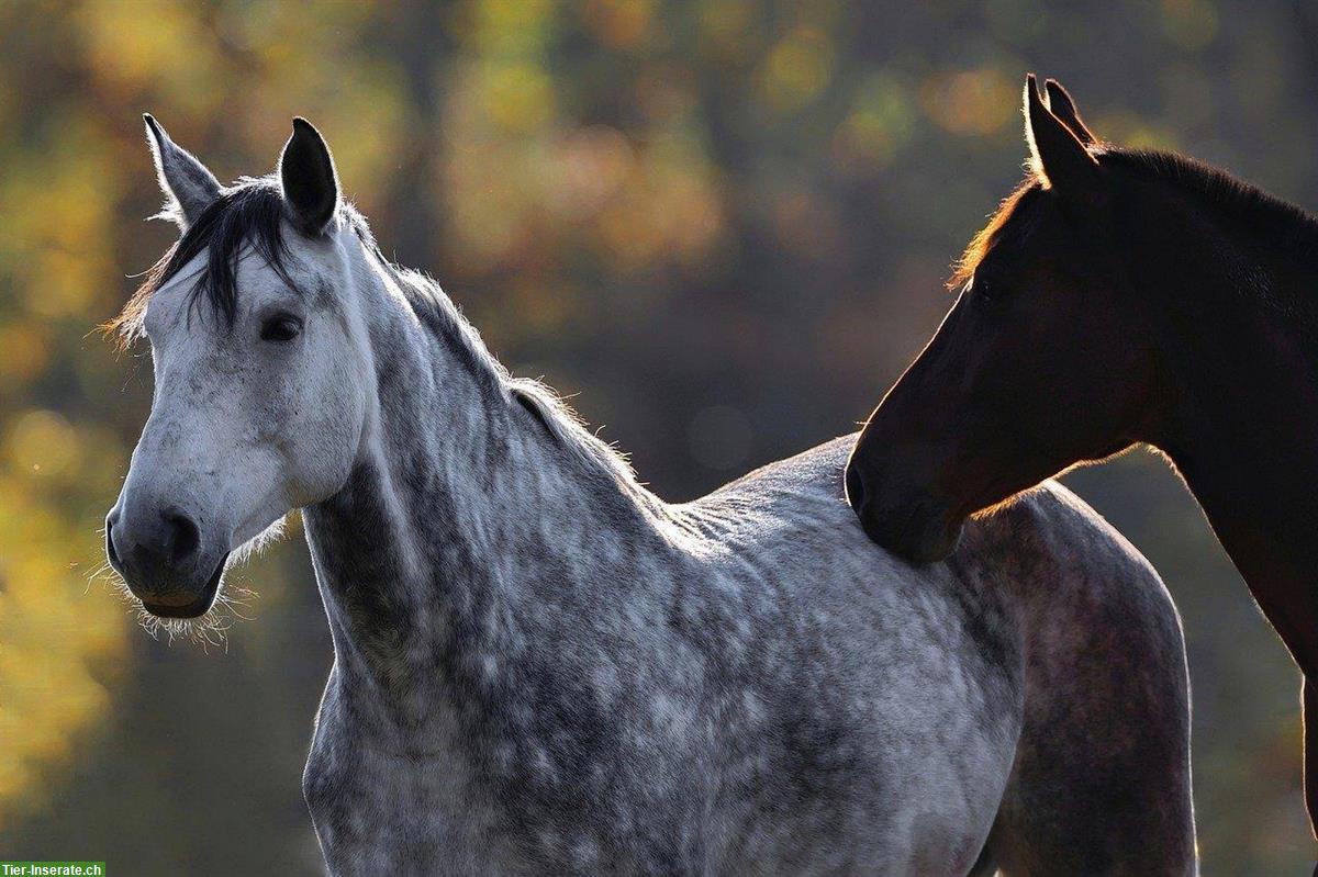 Healing | Tierkommunikation | Pferdemassage | Tierkinesiologie - Bern