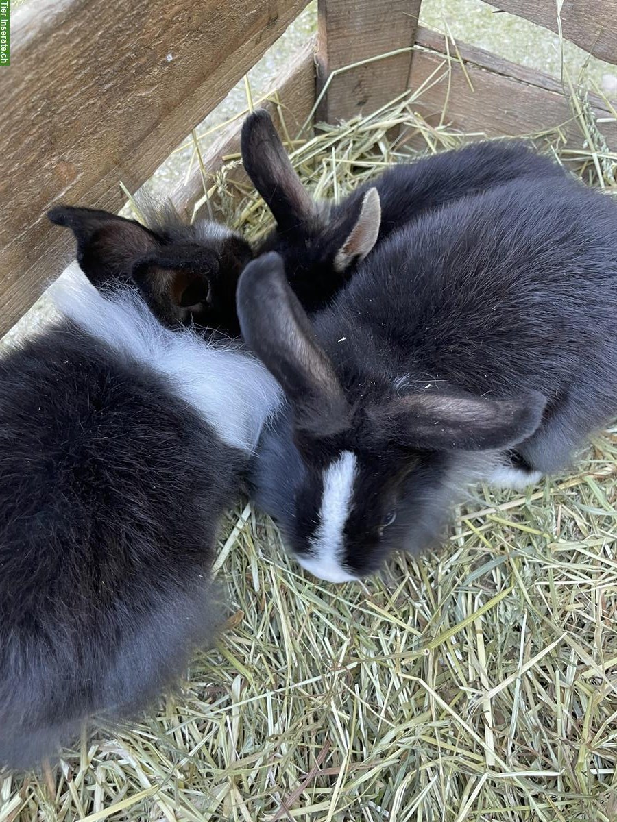 Bild 3: Junge Zwergkaninchen Weibchen & Männchen