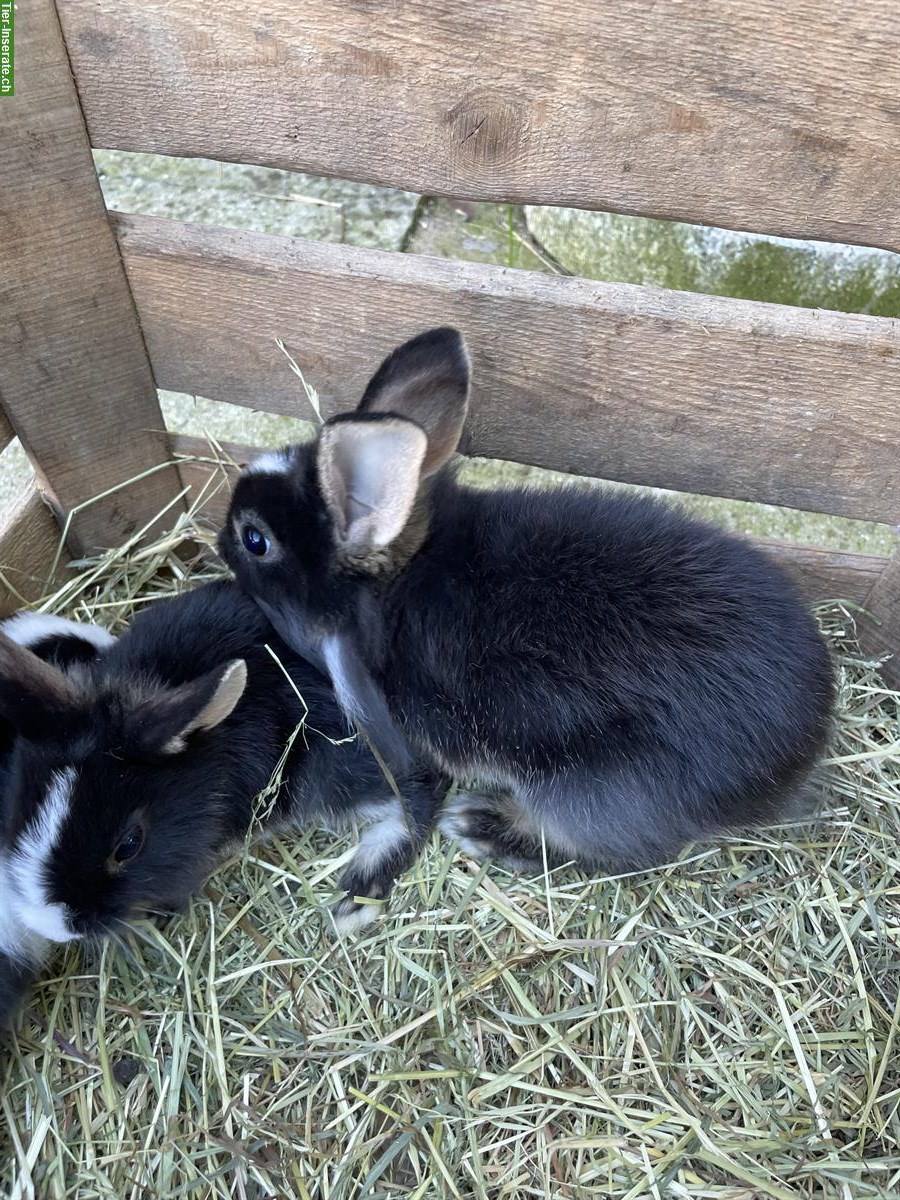 Bild 4: Junge Zwergkaninchen Weibchen & Männchen