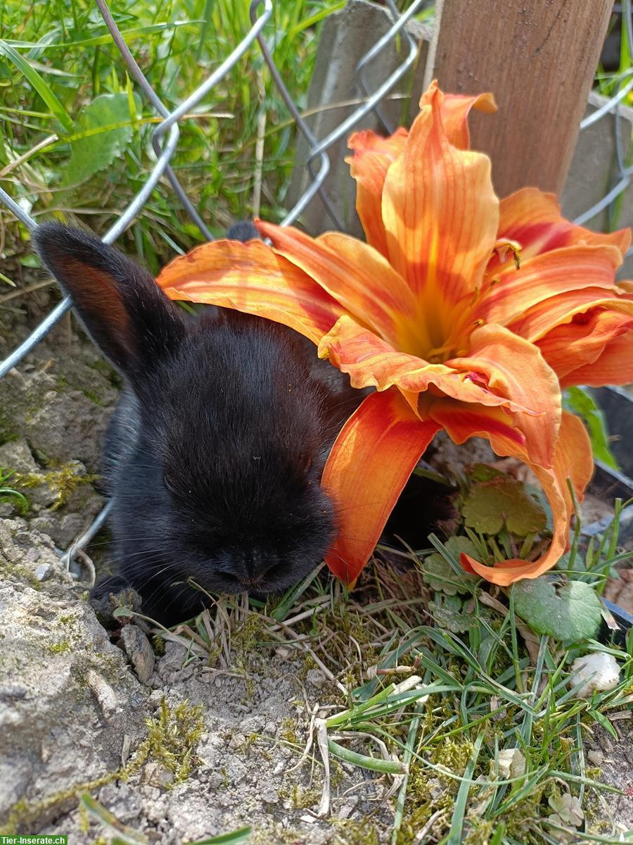 Junge Zwergkaninchen Männchen zu verkaufen