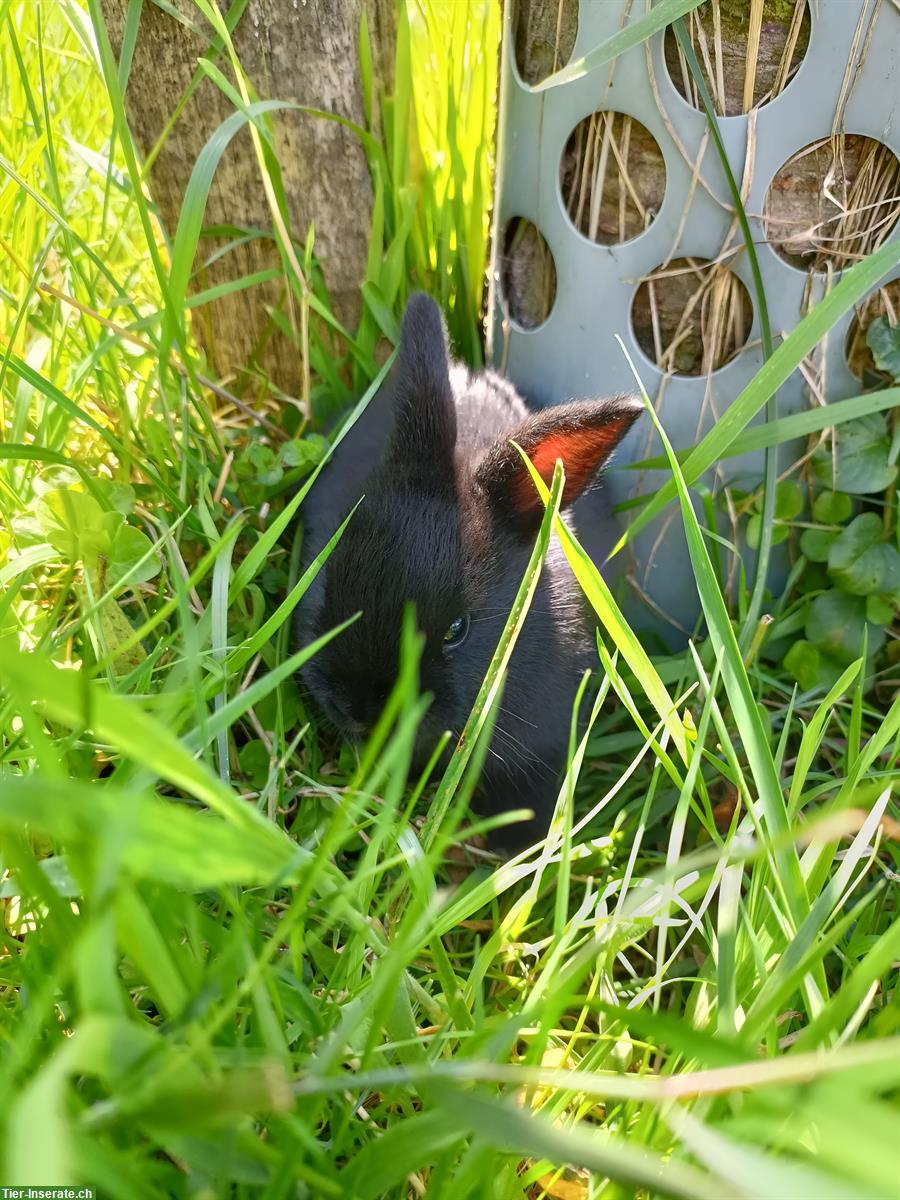 Bild 2: Junge Zwergkaninchen Männchen zu verkaufen