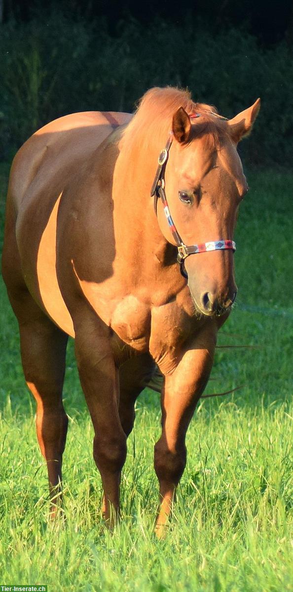 Pflegebeteiligung Möglichkeit an weltbestem Quarter Horse