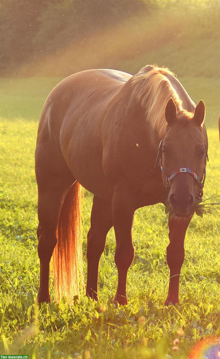 Bild 2: Pflegebeteiligung Möglichkeit an weltbestem Quarter Horse