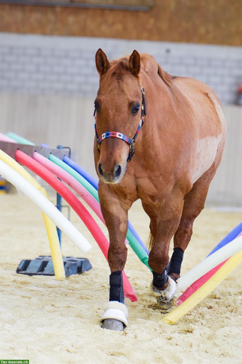 Bild 4: Pflegebeteiligung Möglichkeit an weltbestem Quarter Horse