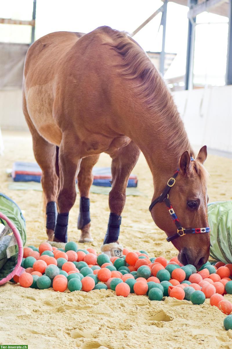 Bild 5: Pflegebeteiligung Möglichkeit an weltbestem Quarter Horse