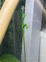 Anolis roquet summus Weibchen GESUCHT