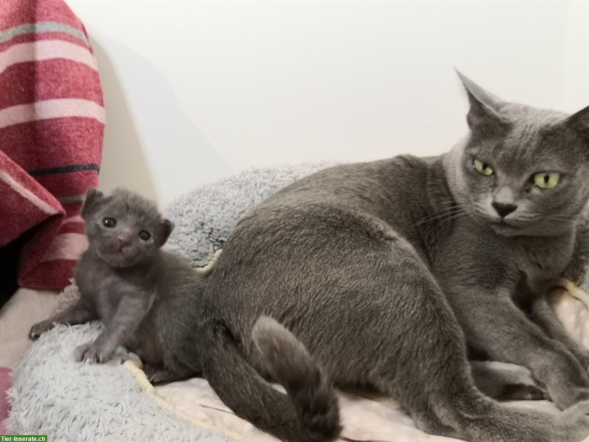 Korat Rassekatze Kitten wurden Anfang September geboren