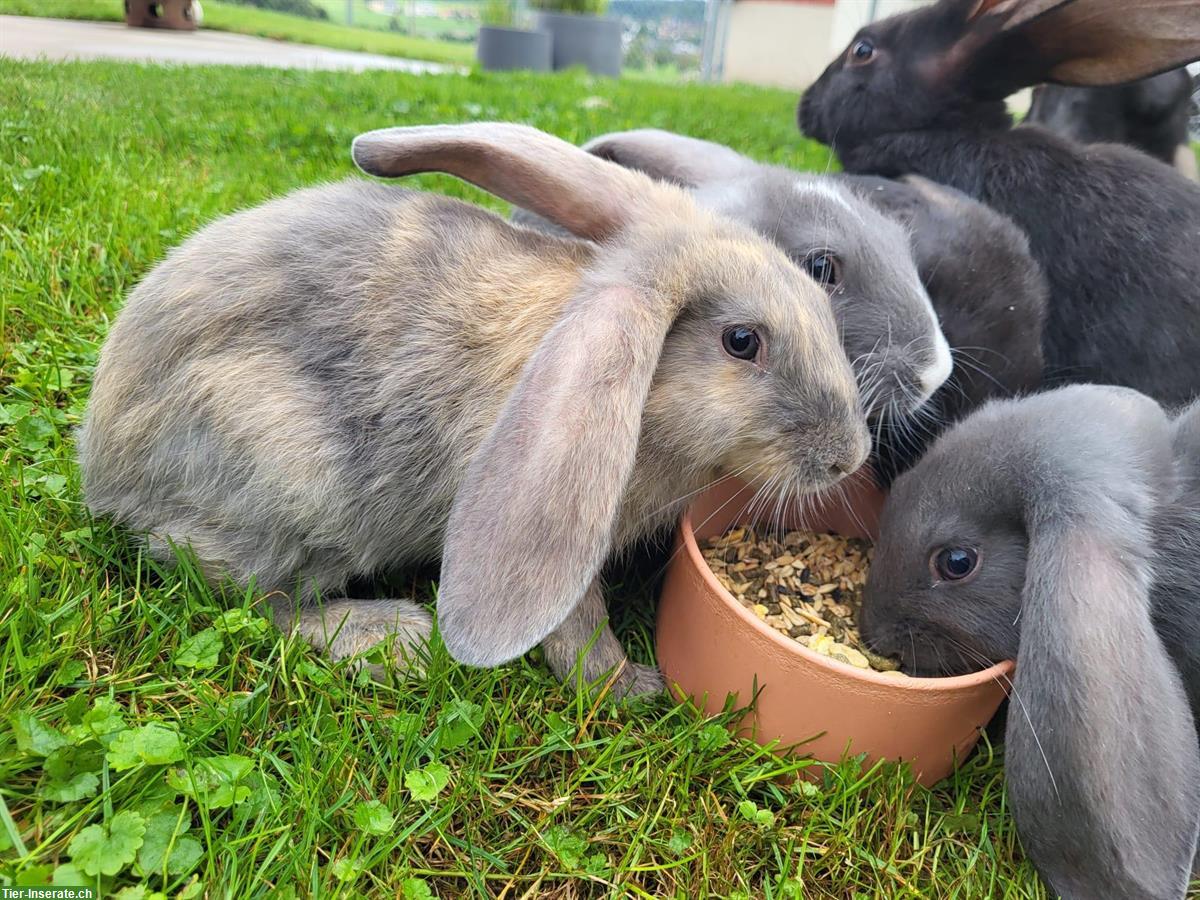 Bild 3: Junge Kaninchen m/w zu verkaufen