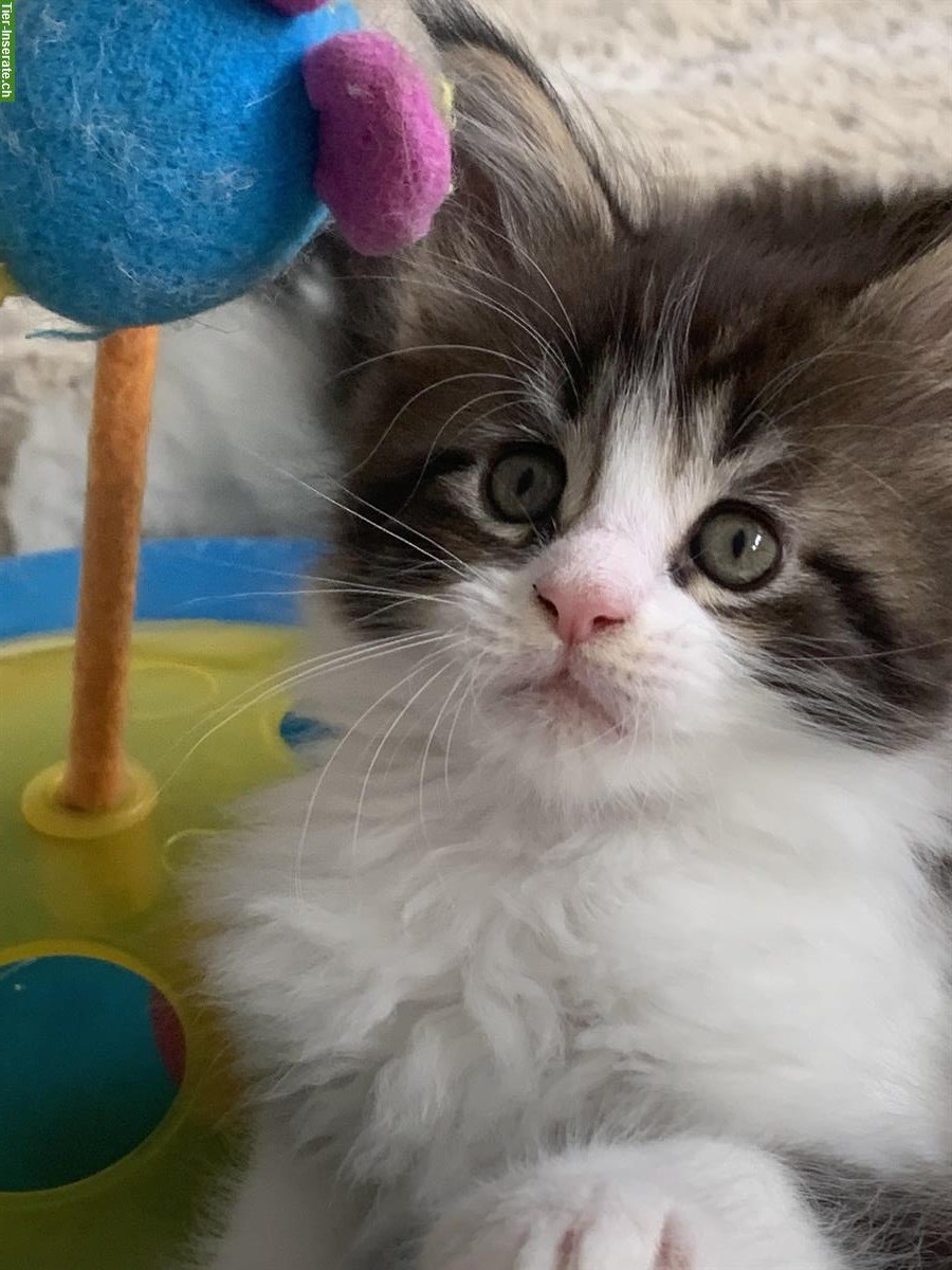 Bild 2: Maine Coon Kätzchen mit Stammbaum aus der Zentralschweiz