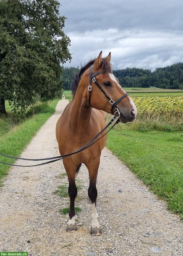 Bild 3: Charmanter Freiberger Wallach Haribo du Largin, 4-jährig