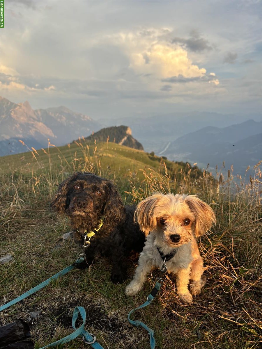 Bild 2: Hundebetreuung gesucht für 2 liebe Kleinhunde