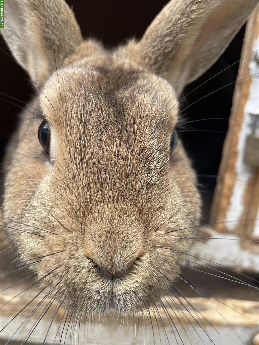 GRATIS: 3 Kaninchen mit Stall abzugeben