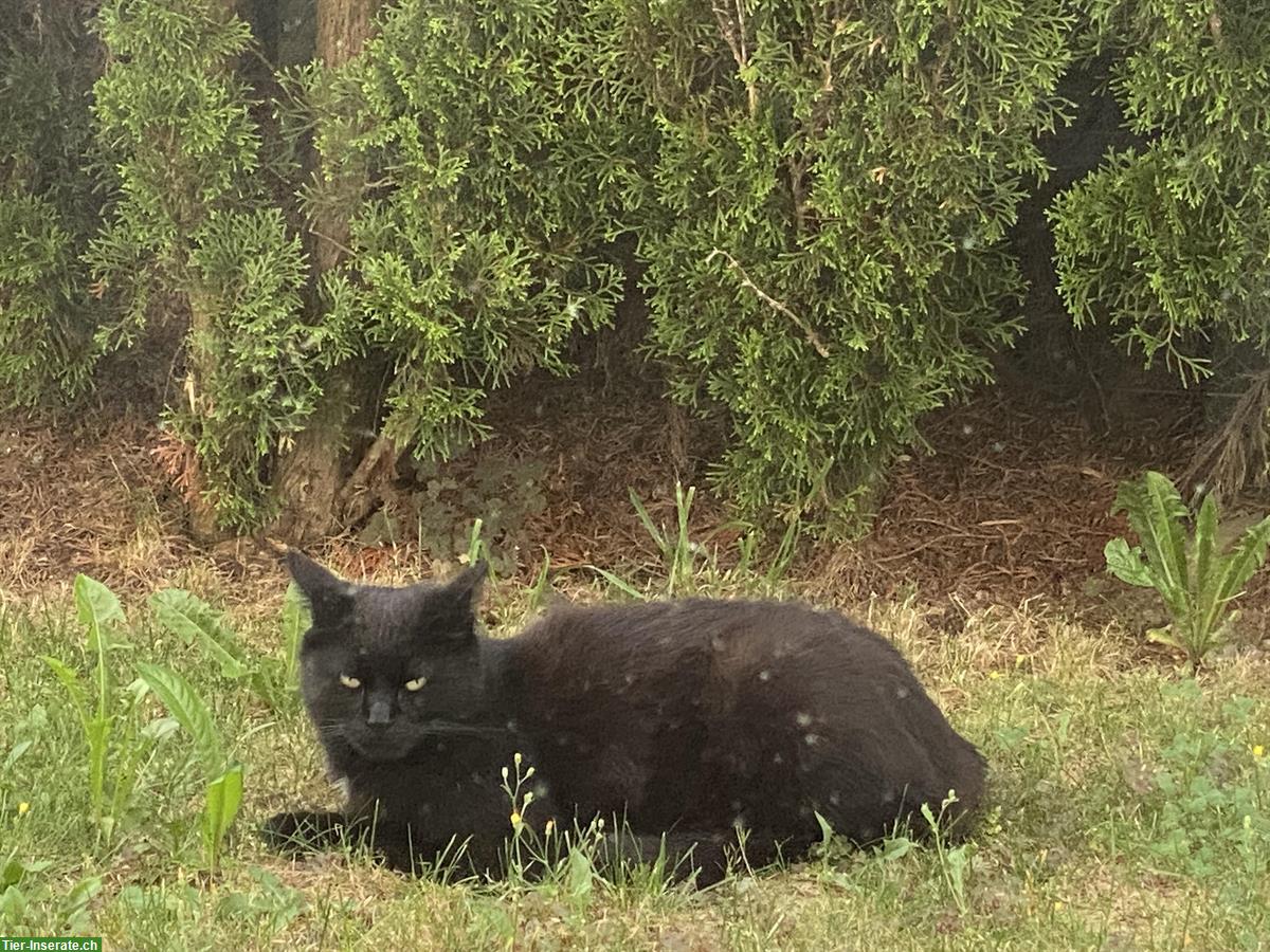 Bild 2: 6-jähriger Kater sucht ein neues Daheim