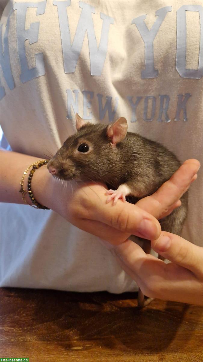 3 Ratten Mädels suchen ein neues Zuhause