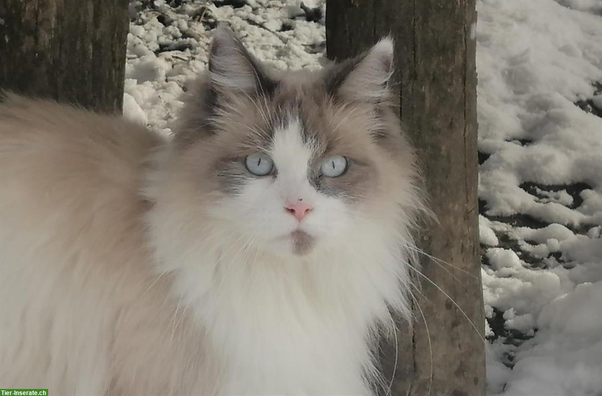 Bild 3: Herzige sibirische Waldkatzenbabys, stubenrein