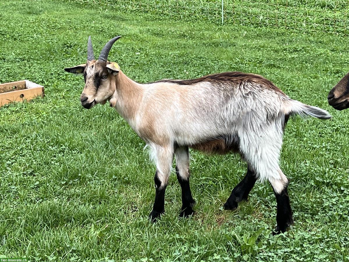 Stiefelgeissbock kastriert sucht ein Zuhause