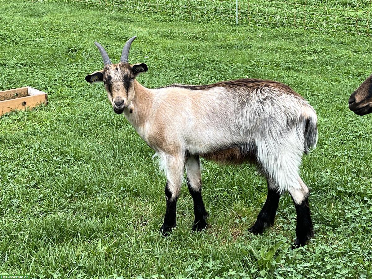 Bild 2: Stiefelgeissbock kastriert sucht ein Zuhause