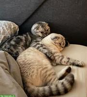 2 Scottish Fold Katzen suchen ein Zuhause