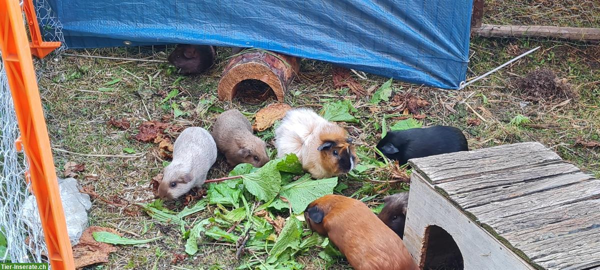 Junge Meerschweinchen Böckli zu verkaufen